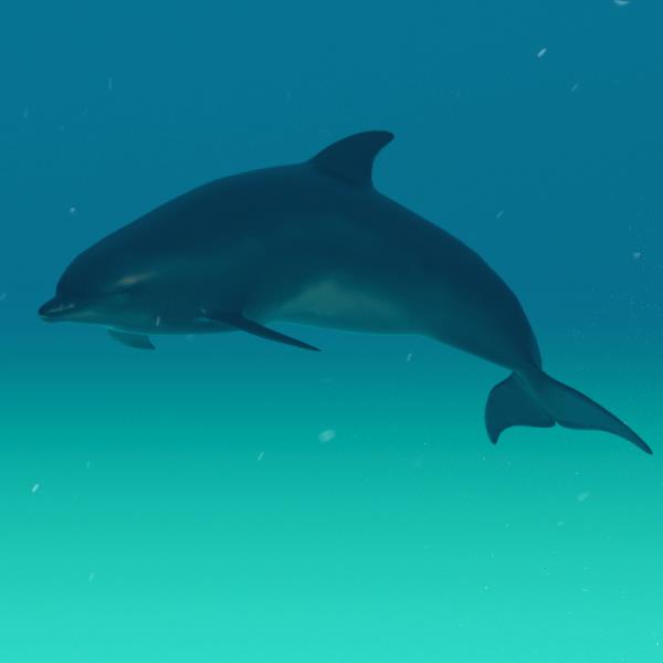 Dolphin 3D Model - دانلود مدل سه بعدی دلفین - آبجکت سه بعدی دلفین - دانلود مدل سه بعدی fbx - دانلود مدل سه بعدی obj -Dolphin 3d model - Dolphin object - download Dolphin 3d model - 